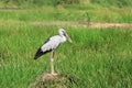 Asian openbill stork Royalty Free Stock Photo