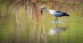Asian Openbill Stork hunting on shallow water at Yala National Park Royalty Free Stock Photo