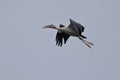 An  Asian openbill in flight Royalty Free Stock Photo