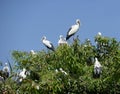 Asian Openbill Stork Royalty Free Stock Photo