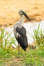 Asian openbill stork in post harvest paddy field Royalty Free Stock Photo