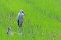 Asian openbill stork standing idle in green rice field Royalty Free Stock Photo