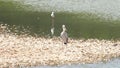 Asian openbill stork standing solitary amidst