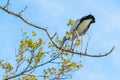 An Asian openbill stork is standing on a tree branch Royalty Free Stock Photo