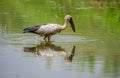 Asian openbill stork stands still in the shallow water stream, waiting patiently for fish. stork casting a reflection on the water Royalty Free Stock Photo