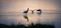 Asian openbill stork and two black-winged stilt birds in the lagoon, shallow waters, sunset light reflection on the water surface Royalty Free Stock Photo