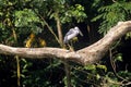 Asian openbill storks