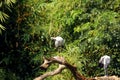 Asian openbill storks