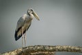 Asian openbill on a tree branch. Royalty Free Stock Photo