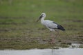 An Asian openbill wading on the river edge Royalty Free Stock Photo