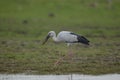 An Asian openbill wading on the river edge Royalty Free Stock Photo