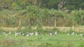 Asian openbills birds eating in the paddy field