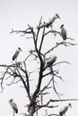 Asian Openbills on tree Royalty Free Stock Photo