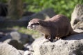 Asian Oriental small-clawed otter, Amblonyx cinerea, live in families