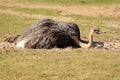 Asian ostrich