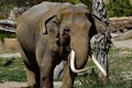 Asian Elephant Male