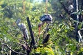 Asian painted Storks Royalty Free Stock Photo