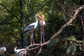 Asian  Painted storks and black-headed ibis  in Indian Bird`s Park Royalty Free Stock Photo