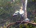 Asian Painted Storks looking for food in zoological park, India Royalty Free Stock Photo