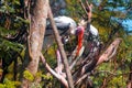 Asian Painted Storks in Indian Forest Royalty Free Stock Photo