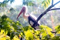 Asian Painted Storks Royalty Free Stock Photo