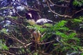 Asian Painted Storks Royalty Free Stock Photo