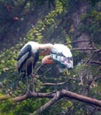 Asian Painted Storks preening in zoological park, India Royalty Free Stock Photo