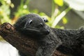 Asian palm civet, also called common palm civet, toddy cat and musang,lying on a tree Royalty Free Stock Photo