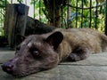 An Asian Palm Civet in a cage at a Coffee plantation in Bali, Indonesia Royalty Free Stock Photo