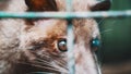 Asian palm civet kept in cage