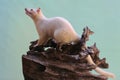 An Asian palm civet leucistic looking for prey on a rotting log. Royalty Free Stock Photo