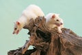 An Asian palm civet leucistic looking for prey on a rotting log. Royalty Free Stock Photo