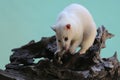 An Asian palm civet leucistic looking for prey on a rotting log. Royalty Free Stock Photo