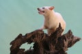 An Asian palm civet leucistic looking for prey on a rotting log. Royalty Free Stock Photo