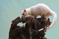 An Asian palm civet leucistic looking for prey on a rotting log. Royalty Free Stock Photo