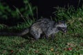 Asian palm civet or Paradoxurus hermaphroditus.