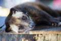 Asian Palm Civet produces Kopi luwak. Royalty Free Stock Photo