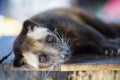 Asian Palm Civet produces Kopi luwak. Royalty Free Stock Photo