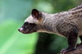 Close up photo of asian palm civet Royalty Free Stock Photo