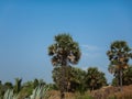 Asian palmyra palm with blue sky in the background, Borassus flabellifer, commonly known as doub palm, palmyra palm, tala or tal p Royalty Free Stock Photo