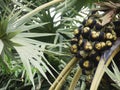 Asian Palmyra Palm Borassus fruit on Arecales palm tree
