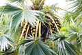 Asian Palmyra palm, Bunch of black fruit on tree with green leaves. delicious and contains vitamins. Royalty Free Stock Photo