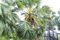 Asian Palmyra palm, Bunch of black fruit on tree with green leaves. Fruit is edible, Royalty Free Stock Photo