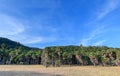 Asian palmyra palm in front of the rainforest mountains on blue sky background Royalty Free Stock Photo