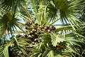 Asian palmyra palm fruit on the palm tree in the garden Royalty Free Stock Photo