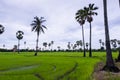 Asian Palmyra palm with the green grass field