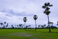 Asian Palmyra palm with the green grass field