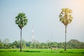 Asian palmyra palm in green paddy field that have just been planted