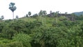 Asian Palmyra Palm growing over in the rocky hills in ananganmala, Kerala, India