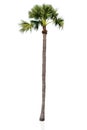 Asian palmyra palm high tree isolated